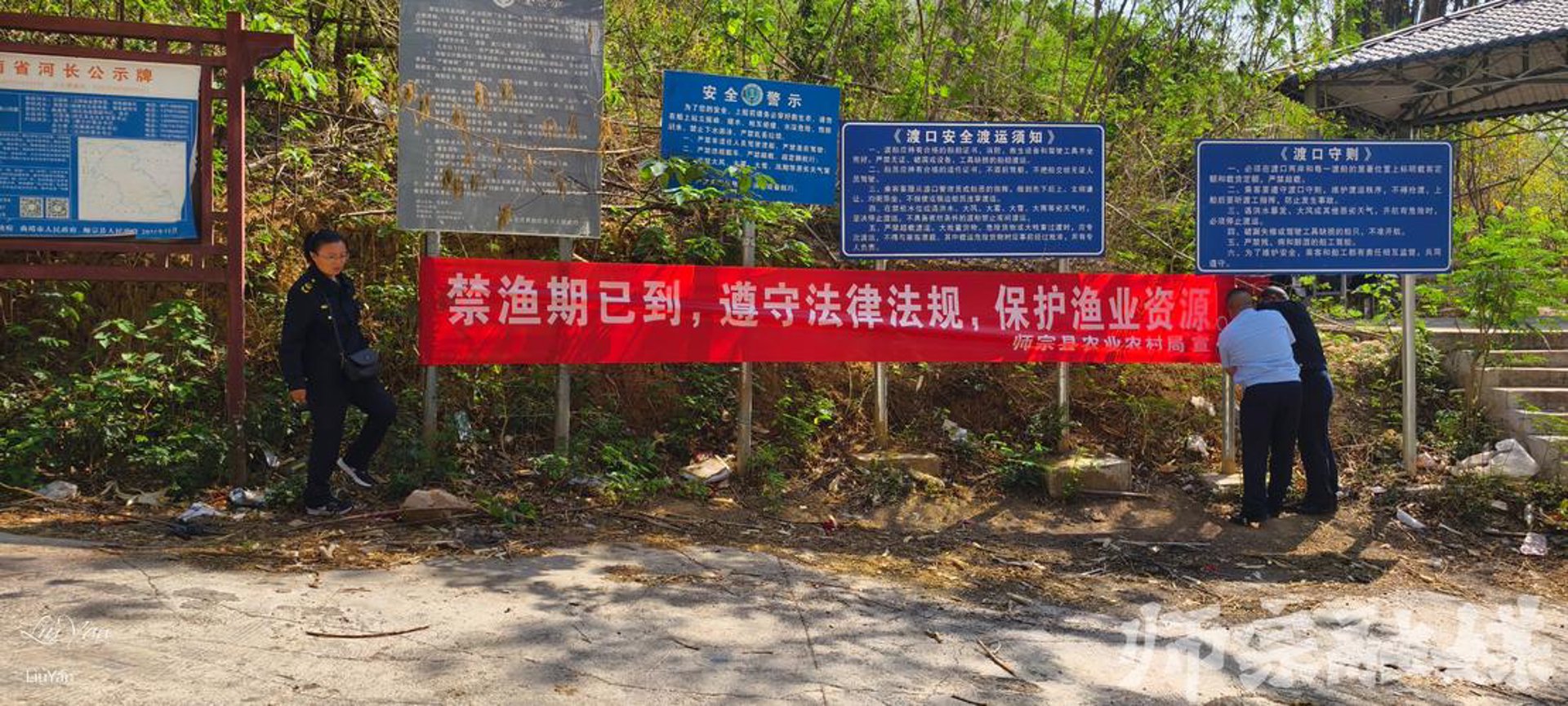 金牧来种羊