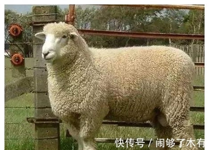 多克赛尔：织造未来纤维的秘密武器